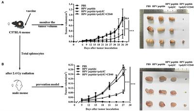 CD40 Accelerates the Antigen-Specific Stem-Like Memory CD8+ T Cells Formation and Human Papilloma Virus (HPV)-Positive Tumor Eradication